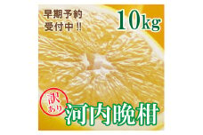 訳あり 河内晩柑 ばんかん 約 10kg 不揃い 大小ミックス 傷あり 柑橘 かんきつ フルーツ 果物 くだもの 厳選 愛媛 みかん 蜜柑 愛南 ご当地 ブランド 野菜 サラダ ピール ゼリー お菓子 デザート マルエム直販 (なくなり次第終了)