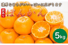 先行予約 訳あり 減農薬 ポンカン 5kg 愛南フルーツ サイズミックス サイズ混合 不揃い 柑橘 蜜柑 愛媛 みかん 果物 フルーツ 産地 産直 文旦 河内晩柑 温州みかん ブラッド オレンジ ネーブル せとか なつみ 蜜柑 みかん 檸檬 果物 果実 ジューシー 甘い 愛媛県 愛南町  