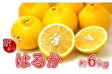先行予約 訳あり はるか 6kg あいなんマザーズ フルーツ 果物 減農薬 自家製追肥 わけあり 大きさ 不揃い 柑橘 10000円 愛媛県 愛南町 発送期間: 1月20日～３月中旬