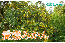 【贈答用】くらもとファームのえひめみかん おまかせmix 10kg 発送期間:12月1日～2月上旬