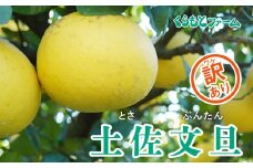 【訳あり】くらもとファームの土佐文旦 5kg 発送期間:1月上旬～1月下旬