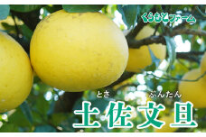 【贈答用】くらもとファームの土佐文旦 5kg 中~大玉 発送期間:1月上旬～1月下旬