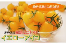 岸本くんの完熟ミニトマト イエローアイコ 180gパック×8 発送期間：12月1日～5月10日	