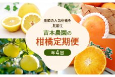 定期便 4回  柑橘 吉本農園  甘平 文旦 河内晩柑 愛南ゴールド 宝紅まどんな 4ヶ月 みかん フルーツ 愛媛県 愛南町 愛媛 愛南