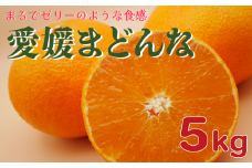 吉田農園 愛南 愛媛 まどんな 5kg  発送期間: 12月12日～1月25日