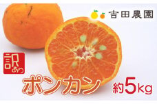 先行予約 訳あり ポンカン 約5kg 愛南育ち 柑橘 フルーツ みかん 蜜柑 オレンジ 温州みかん 文旦 河内晩柑 デコポン 不知火 せとか 紅まどんな なつみ はるか レモン ブラッドオレンジ  ネーブル 果物 果実 ゼリー ジュース 甘い ジューシー 愛媛県 愛南町 吉田農園