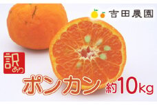 先行予約  訳あり ポンカン 約10kg 愛南育ち 柑橘 フルーツ みかん 蜜柑 オレンジ 温州みかん 文旦 河内晩柑 デコポン 不知火 せとか 紅まどんな なつみ はるか レモン ブラッドオレンジ  ネーブル 果物 果実 フルーツ ゼリー ジュース 甘い ジューシー 愛媛県 愛南町 吉田農園