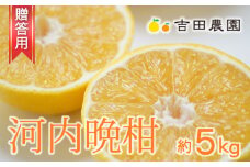 贈答用 河内晩柑 5kg 10000円 みかん かわちばんかん 愛南ゴールド あいなん ゴールド 夏 文旦 グレープフルーツ 和製  産地直送 お中元 ギフト プレゼント 国産 農家直送 期間限定 数量限定 ビタミン 健康 おいしい 特産品 ゼリー ジュース 人気 限定 さわやか 甘い フルーツ 果物 柑橘 蜜柑 吉田農園 愛南町 愛媛県