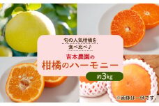 柑橘のハーモニー 3kg 吉本農園 愛媛県 愛南町 発送期間: 2月1日～なくなり次第終了