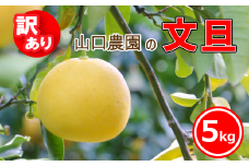 訳あり 山口農園 文旦 5kg 発送期間: 2月下旬～4月末