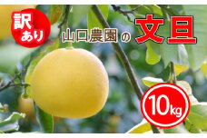 訳あり 文旦 10kg ぶんたん みかん 蜜柑 果物 柑橘 フルーツ ミカン 産地直送 国産 農家直送 期間限定 数量限定 特産品 傷 シミ サイズミックス ジュース ゼリー ビタミン 美容 健康 愛媛県 愛南町 山口農園 