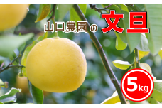 先行予約 文旦 5kg みかん 蜜柑 果物 柑橘 フルーツ 傷 シミ サイズミックス ジュース ゼリー ビタミン 美容 健康 山口農園 送料無料 発送期間: 2月下旬～4月末
