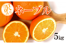 【訳あり】吉田さんちのネーブル5kg 限定 30個  発送時期：準備でき次第～3月10日