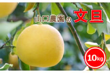 文旦 10kg ぶんたん みかん 蜜柑 果物 柑橘 フルーツ ミカン 産地直送 国産 農家直送 期間限定 数量限定 特産品 ジュース ゼリー ビタミン 美容 健康 甘い 人気 愛媛県 愛南町 山口農園
