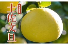 木成り 完熟 土佐文旦 10kg 柑橘 フルーツ 果物 みかん 果樹園みどり 愛媛県 愛南町 発送期間：1月中旬～4月中旬
