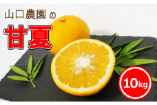 先行予約 甘夏 10kg フルーツ 果物 くだもの 柑橘 みかん 蜜柑 ゼリー ジュース ビタミン 美容 健康 愛媛 愛南町 山口農園 発送期間: 3月中旬～4月末
