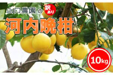 先行予約 訳あり 河内晩柑 10kg みかん 蜜柑 愛南ゴールド フルーツ 果物 くだもの 柑橘 和製 グレープフルーツ ゼリー ジュース 愛媛 愛南町 みかん 山口農園 発送期間: 4月～7月 (なくなり次第終了)