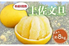 訳あり 完熟 土佐文旦 約8kg 柑橘 フルーツ 果物 みかん ぶんたん 家庭用 傷 不揃い 農園 直送 エニシトラス 愛媛県 愛南町 発送期間: 2025年4月上旬～4月下旬(なくなり次第終了)