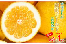 訳あり 愛南ゴールド（ 河内晩柑 ）期間限定 5kg + 1kg 計 6kg 柑橘 みかん 傷 不揃い 規格外 常温 愛南町 青果市場 愛媛県 発送: 5月上旬～7月中迄 (なくなり次第終了)