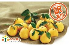 【訳あり】みかん職人の河内晩柑 7kg 発送期間：3月下旬～8月末 (なくなり次第終了)