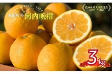 先行受付 河内晩柑 贈答用 3kg 発送 2025年 樹齢25年以上 柑橘 かんきつ 蜜柑 みかん 愛南ゴールド サイズミックス 規格外 キズ 傷 わけあり ふるさと納税 家庭用 贈答用 プレゼント らんきんぐ 期間限定 予約 愛媛県 愛南町 吉本農園
