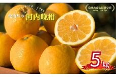 先行受付 河内晩柑 贈答用 5kg 発送 2025年 樹齢25年以上 柑橘 かんきつ 蜜柑 みかん 愛南ゴールド サイズミックス 規格外 キズ 傷 わけあり ふるさと納税 家庭用 贈答用 プレゼント らんきんぐ 期間限定 予約 愛媛県 愛南町 吉本農園
