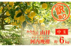 訳あり みかんの山祥が贈る 樹齢25年以上の河内晩柑 中玉 6kg L~2Lサイズ （サイズミックス） みかん 蜜柑 河内晩柑 愛南ゴールド 果物 フルーツ 柑橘 ゼリー ジュース みかんの山祥 愛南町 愛媛県