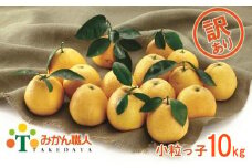【訳あり】みかん職人の河内晩柑 小粒っ子 10kg 発送期間：3月下旬～8月末(なくなり次第終了)