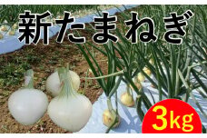 新たまねぎ  3kg 野菜 サラダ 玉ねぎ たまねぎ オニオン シルクオニオン スープ 煮物 カレー  甘い 美味しい サイズ M L 国産  常温 送料無料 青果市場 愛媛県 愛南町青果市場 発送:11月上旬～