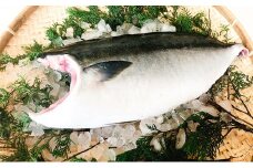 5kg 以上 の 久良 の ぶり 半身 フィレタイプ × 2枚 42000円 ぶり 鰤 ぶりしゃぶ 鰤しゃぶ ブリ たたき 丸ごと 1本 年末 年始 国産 特産品 魚介類 海産物 まるごと 刺身 鮮魚 養殖 フィレ 片身 真空 パック 冷蔵 海鮮 魚介 ブランド 魚 ぶりしゃぶ しゃぶしゃぶ 刺し身 海鮮丼 産地直送 すぶり お歳暮 年末年始 久良漁業協同組合 愛南町 愛媛県