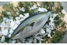 5kg 以上 の 久良 の ぶり 1尾 35000円 ぶり 鰤 ぶりしゃぶ 鰤しゃぶ ブリ たたき 丸ごと 1本 年末 年始 国産 特産品 魚介類 海産物 まるごと 刺身 鮮魚 養殖 フィレ 冷蔵 海鮮 魚介 ブランド 魚 ぶりしゃぶ しゃぶしゃぶ 刺し身 海鮮丼 産地直送 すぶり お歳暮 年末年始 久良漁業協同組合 愛南町 愛媛県