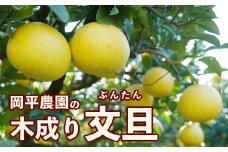 数量限定 訳あり 岡平農園の木成り文旦 6kg 先行予約 訳あり 文旦 みかん 柑橘 グレープフルーツ 果物 フルーツ おいしい 愛媛 愛南 産地直送 国産 農家直送 数量限定 人気 限定 ジューシー 甘い 木成り 岡平農園 発送:2025年3月中旬～