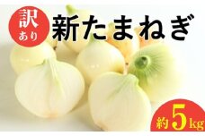 訳あり 新たまねぎ 5kg シルクオニオン 野菜 サラダ 玉ねぎ たまねぎ 新玉 スープ カレー サイズミックス 大小 傷 国産 オニオン 常温 送料無料 愛媛県 愛南町青果市場 発送:11月上旬~