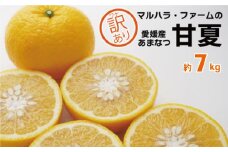 【 先行予約 】 訳あり 甘夏 7kg （発送期間：3月上旬～無くなり次第終了） 7000円 家庭用 先行 事前 予約 受付 ギフト みかん あまなつ 夏みかん グレープフルーツ 愛媛 産地直送 国産 農家直送 糖度 ジューシー 甘い 果樹園 期間限定 数量限定 特産品 マーマレード ピール  ジュース デザート 人気 限定 愛南 さわやか おいしい フルーツ 果物 柑橘 蜜柑 マルハラファーム