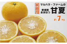 【家庭用】 マルハラファーム 甘夏 7kg 発送期間: 3月初旬～5月末 先行予約 家庭用 甘夏 みかん 柑橘 あまなつ グレープフルーツ 果物 フルーツ おいしい 愛媛 愛南 産地直送 国産 農家直送 数量限定 人気 限定 ジューシー 甘い マーマレード ピール 7kg ギフト プレゼント デザート