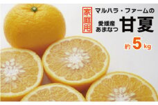 【家庭用】 マルハラファーム 甘夏 5kg 発送期間: 3月初旬～5月末 先行予約 家庭用 甘夏 みかん 柑橘 あまなつ グレープフルーツ 果物 フルーツ おいしい 愛媛 愛南 産地直送 国産 農家直送 数量限定 人気 限定 ジューシー 甘い マーマレード ピール 5kg ギフト プレゼント デザート
