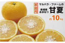 【 先行予約 】 家庭用 甘夏 10kg （発送期間：3月上旬～無くなり次第終了） 14000円 家庭用 訳あり 先行 事前 予約 受付 ギフト みかん あまなつ 夏みかん グレープフルーツ 愛媛 産地直送 国産 農家直送 糖度 果樹園 期間限定 数量限定 特産品 マーマレード ピール ジュース デザート 人気 限定 愛南 さわやか 甘い おいしい フルーツ 果物 柑橘 蜜柑 マルハラファーム