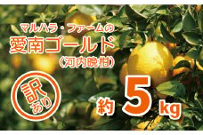 訳あり 河内晩柑 5kg サイズミックス 7000円 みかん かわちばんかん ミカン mikan わけあり 愛南ゴールド あいなん ゴールド 美生柑 文旦 派生 和製 グレープフルーツ 産地直送 国産 農家直送 減農薬 期間限定 数量限定 特産品 人気 限定 おいしい 小玉 含む 果物 柑橘 蜜柑 ビタミン アイス ゼリー ジュース 等に 美容 規格外 マルハラファーム 愛南町 愛媛県