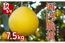 【 訳あり 】 果樹園みどり の 樹齢30年 河内晩柑 7.5kg （ 訳あり ミックス  ）<発送期間：4月上旬～7月中旬> 家庭用 7.5kg 先行 事前 予約 受付 みかん 河内晩柑 かわちばんかん 愛南ゴールド 文旦 グレープフルーツ 和製 おいしい 愛媛 産地直送 国産 農家直送 期間限定 数量限定 特産品 ジュース 人気 限定 愛南 甘い フルーツ 柑橘 果樹園 みどり
