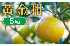 【 先行予約 】 果樹園みどり の 黄金柑 5kg （ サイズ ミックス  ）<発送期間：3月中旬～> 5kg 先行 事前 予約 受付 みかん 黄金柑 おうごんかん ゴールデンオレンジ 贈答用 贈答 幻 希少 グレープフルーツ 果汁 おいしい 愛媛 産地直送 国産 農家直送 期間限定 数量限定 特産品 ジュース 人気 限定 愛南 果実 さわやか 香り 甘い フルーツ 果物 柑橘 果樹園 みどり