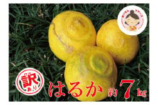 【 訳あり 】 先行予約 あいなんマザーズ の はるか 7kg <発送期間：１月中旬～4月上旬> 訳あり 7kg 先行 事前 予約 受付 みかん はるか 愛媛 産地直送 国産 農家直送 減農薬 香り 完熟 糖度 果樹園 期間限定 数量限定 特産品 ジュース 人気 限定 愛南 愛媛県 新鮮 果実 さわやか ジューシー 甘い 上品 フルーツ 果物 柑橘 あいなんマザーズ