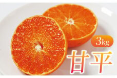 先行予約 数量限定 甘平 3kg 約14玉  みかん 蜜柑 柑橘 果物 フルーツ 高級 人気 糖度 ビタミン 健康 美容 ブランド 国産 減農薬  除草剤不使用 有機肥料使用  愛媛県 愛南町  吉本農園 送料無料 発送期間:2024年2月1日～なくなり次第終了