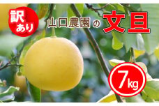 訳あり 文旦 7kg ぶんたん みかん 蜜柑 果物 柑橘 フルーツ ミカン 産地直送 国産 農家直送 期間限定 数量限定 特産品 傷 シミ サイズミックス ジュース ゼリー ビタミン 美容 健康 愛媛県 愛南町 山口農園
