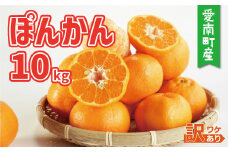 訳あり 家庭用 ぽんかん 10kg サイズ混合 12000円 みかん ポンカン ミカン mikan 国産 期間限定 数量限定 特産品 ジュース 人気 限定 愛南  新鮮 果実 さわやか 風味 甘い フルーツ 果物 柑橘 蜜柑 糖度 産地直送 農家直送 サイズミックス 果樹園 ミッチーのおみかん畑 愛南町 愛媛県 