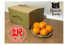 先行予約 訳あり ポンカン 10kg サイズミックス 傷 シミ みかん 蜜柑 柑橘 果物 フルーツ 甘い 糖度 ゼリー ジュース アイス 国産 愛媛 愛南町 はなき農園 発送期間：2月末～3月 (なくなり次第終了)