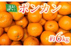 訳あり ポンカン 約6kg  サイズミックス 不揃い 傷 みかん 蜜柑 果物 柑橘 フルーツ 傷 不揃い ゼリー ジュース ビタミンC 健康 美容 農園 直送 エニシトラス 愛媛県 愛南町 発送期間: 2025年2月上旬～2月下旬(なくなり次第終了)