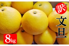 訳あり 文旦 8kg みかん 蜜柑 ぶんたん 柑橘 果物 フルーツ ゼリー  ジュース アイス 国産 愛媛県 愛南町 発送:2月中旬~なくなり次第