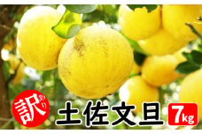 訳あり 土佐文旦 7kg みかん 蜜柑 文旦 ぶんたん 柑橘 果物 フルーツ ゼリー  ジュース アイス 国産 愛媛県 愛南町青果市場 発送:2026年2月中旬～(なくなり次第終了)