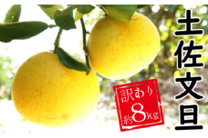 訳あり 土佐文旦 約8kg  みかん 蜜柑 文旦 果物 柑橘 フルーツ ゼリー ジュース ビタミンC 健康 美容 農園 直送 サイズミックス 傷 不揃い エニシトラス 愛媛県 愛南町 発送期間: 2025年2月中旬～(なくなり次第終了)