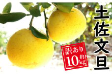 訳あり 土佐文旦 約10kg  みかん 蜜柑 文旦 果物 柑橘 フルーツ ゼリー ジュース ビタミンC 健康 美容 農園 直送 サイズミックス 傷 不揃い エニシトラス 愛媛県 愛南町 発送期間: 2025年2月中旬～(なくなり次第終了)